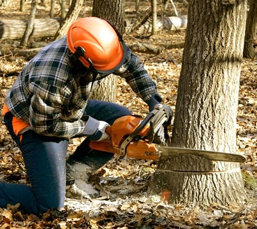 Tree Removal in Frierson, LA